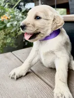 Hazel, a female Goldendoodle for sale in Vassar, KS – 1 of 4
