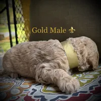 Scout, a male Goldendoodle for sale in Vassar, KS – 5 of 6