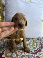 Sunny, a female Goldendoodle for sale in Vassar, KS – 4 of 6