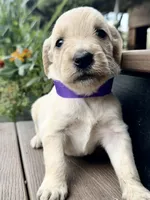 Hazel, a female Goldendoodle for sale in Vassar, KS – 4 of 4