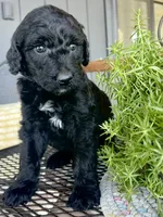 Ember, a male Goldendoodle for sale in Vassar, KS – 3 of 5