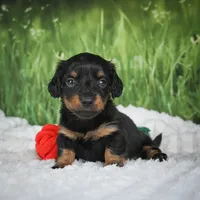 AKC Sierra, a female Miniature Dachshund for sale in Fresno, OH – 8 of 9