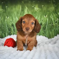 AKC Dillon, a male Miniature Dachshund for sale in Fresno, OH – 5 of 8