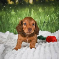 AKC Dillon, a male Miniature Dachshund for sale in Fresno, OH – 3 of 8
