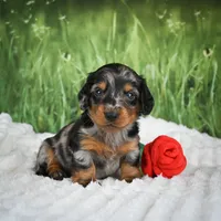 AKC Silas, a male Miniature Dachshund for sale in Fresno, OH – 5 of 6