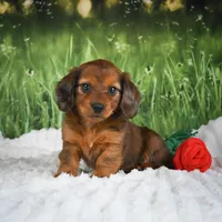  AKC Dixie, a female Miniature Dachshund for sale in Fresno, OH – 5 of 6