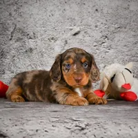 Caden, a male Miniature Dachshund for sale in Fresno, OH – Photo 6 of 10