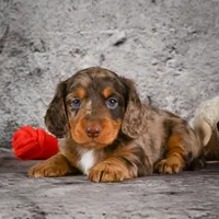 Caden, a male Miniature Dachshund for sale in Fresno, OH – Photo 4 of 10