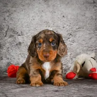 Caden, a male Miniature Dachshund for sale in Fresno, OH – Photo 2 of 10