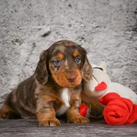 Caden, a male Miniature Dachshund for sale in Fresno, OH – Photo 9 of 10