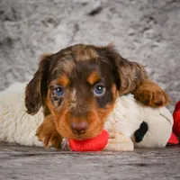 Caden, a male Miniature Dachshund for sale in Fresno, OH – Photo 8 of 10
