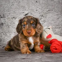 Caden, a male Miniature Dachshund for sale in Fresno, OH – Photo 10 of 10