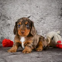 Caden, a male Miniature Dachshund for sale in Fresno, OH – Photo 3 of 10