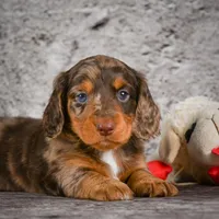 Caden, a male Miniature Dachshund for sale in Fresno, OH – Photo 7 of 10