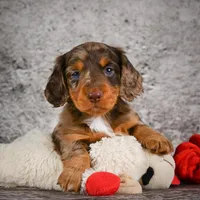 Caden, a male Miniature Dachshund for sale in Fresno, OH – Photo 1 of 10