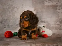 Sophie, a female Miniature Dachshund for sale in Fresno, OH – 6 of 10