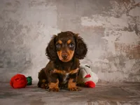Sophie, a female Miniature Dachshund for sale in Fresno, OH – 3 of 10