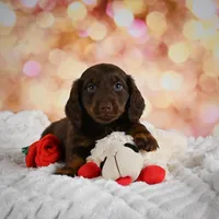 Penn, a male Miniature Dachshund for sale in Fresno, OH – Photo 6 of 10