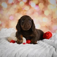 Penn, a male Miniature Dachshund for sale in Fresno, OH – Photo 8 of 10