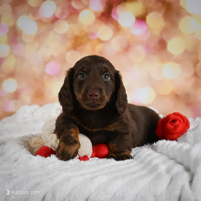 Penn – Miniature Dachshund puppy for sale in Fresno, OH