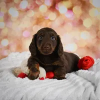Penn, a male Miniature Dachshund for sale in Fresno, OH – Photo 1 of 10