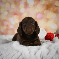 Penn, a male Miniature Dachshund for sale in Fresno, OH – Photo 10 of 10