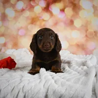 Penn, a male Miniature Dachshund for sale in Fresno, OH – Photo 5 of 10