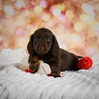 Penn, a male Miniature Dachshund for sale in Fresno, OH – Photo 7 of 10