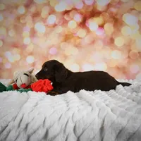 Penn, a male Miniature Dachshund for sale in Fresno, OH – Photo 4 of 10