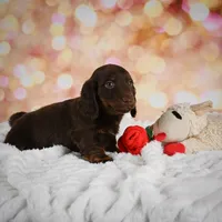 Penn, a male Miniature Dachshund for sale in Fresno, OH – Photo 9 of 10