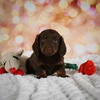 Penn, a male Miniature Dachshund for sale in Fresno, OH – Photo 3 of 10