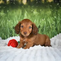 AKC Dillon, a male Miniature Dachshund for sale in Fresno, OH – 6 of 8