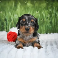 AKC Silas, a male Miniature Dachshund for sale in Fresno, OH – 6 of 6
