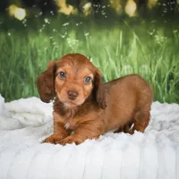 AKC Dillon, a male Miniature Dachshund for sale in Fresno, OH – 7 of 8