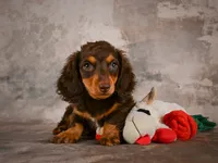Sophie, a female Miniature Dachshund for sale in Fresno, OH – 7 of 10