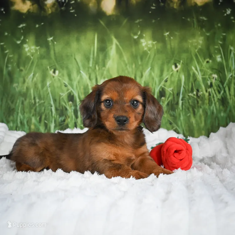  AKC Dixie – Miniature Dachshund puppy for sale in Fresno, OH