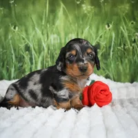 AKC Silas, a male Miniature Dachshund for sale in Fresno, OH – 3 of 6