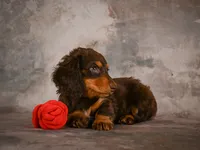 Sophie, a female Miniature Dachshund for sale in Fresno, OH – 10 of 10
