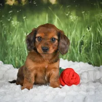  AKC Dixie, a female Miniature Dachshund for sale in Fresno, OH – 2 of 6