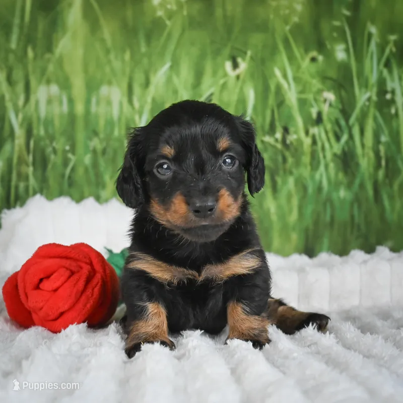 AKC Sierra – Miniature Dachshund puppy for sale in Fresno, OH