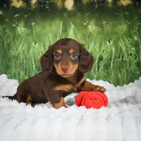 AKC Daisy, a female Miniature Dachshund for sale in Fresno, OH – 7 of 7