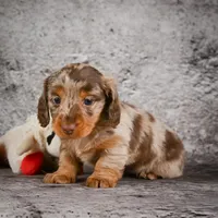 Callie, a female Miniature Dachshund for sale in Fresno, OH – Photo 2 of 8