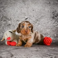 Callie, a female Miniature Dachshund for sale in Fresno, OH – Photo 6 of 8