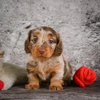 Callie, a female Miniature Dachshund for sale in Fresno, OH – Photo 3 of 8