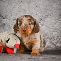 Callie, a female Miniature Dachshund for sale in Fresno, OH – Photo 5 of 8