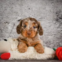 Callie, a female Miniature Dachshund for sale in Fresno, OH – Photo 1 of 8