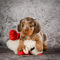 Callie, a female Miniature Dachshund for sale in Fresno, OH – Photo 4 of 8