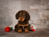 Sophie, a female Miniature Dachshund for sale in Fresno, OH – 2 of 10