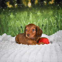 AKC Dillon, a male Miniature Dachshund for sale in Fresno, OH – 2 of 8