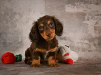 Sophie, a female Miniature Dachshund for sale in Fresno, OH – 4 of 10